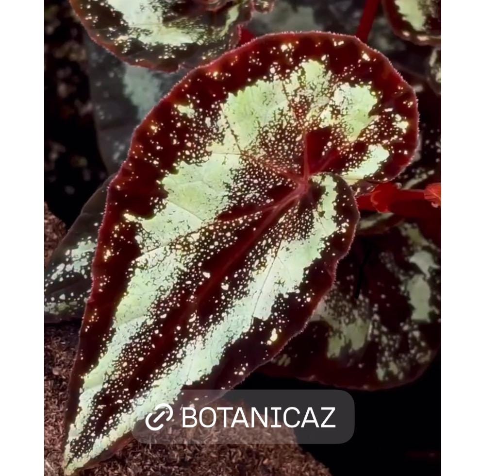 LEAF CUTTING Botanicaz Begonia 131 (Can acclimate to house conditions)