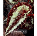 LEAF CUTTING Botanicaz Begonia 131 (Can acclimate to house conditions)