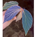 READY SOON Begonia Botanicaz 77