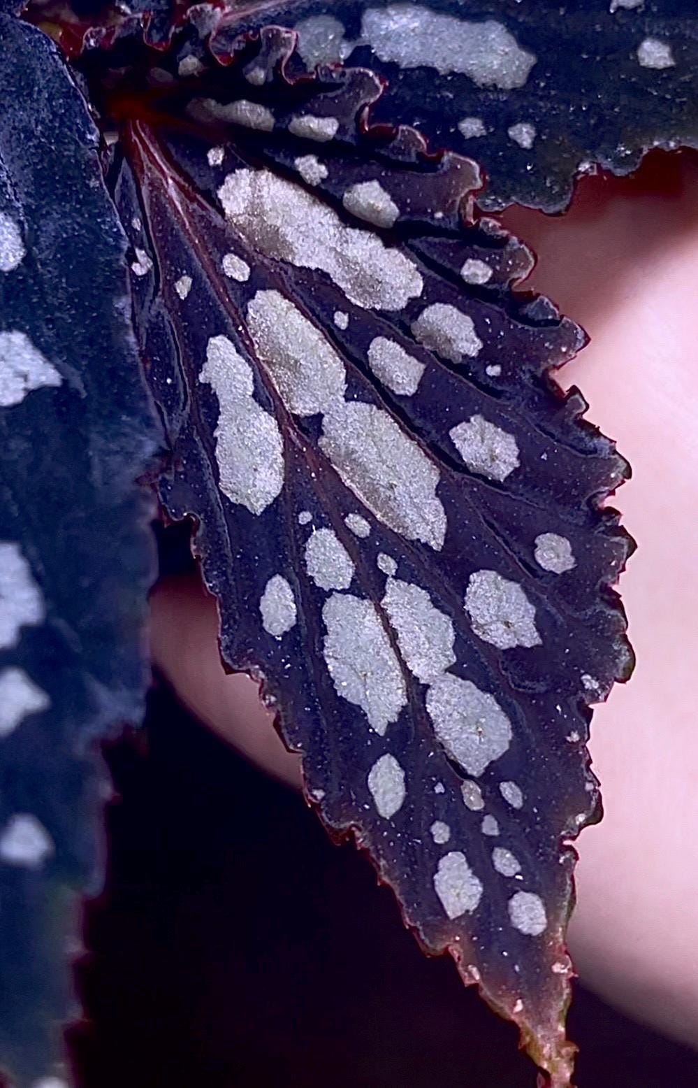 Begonia Botanicaz 222 V.7