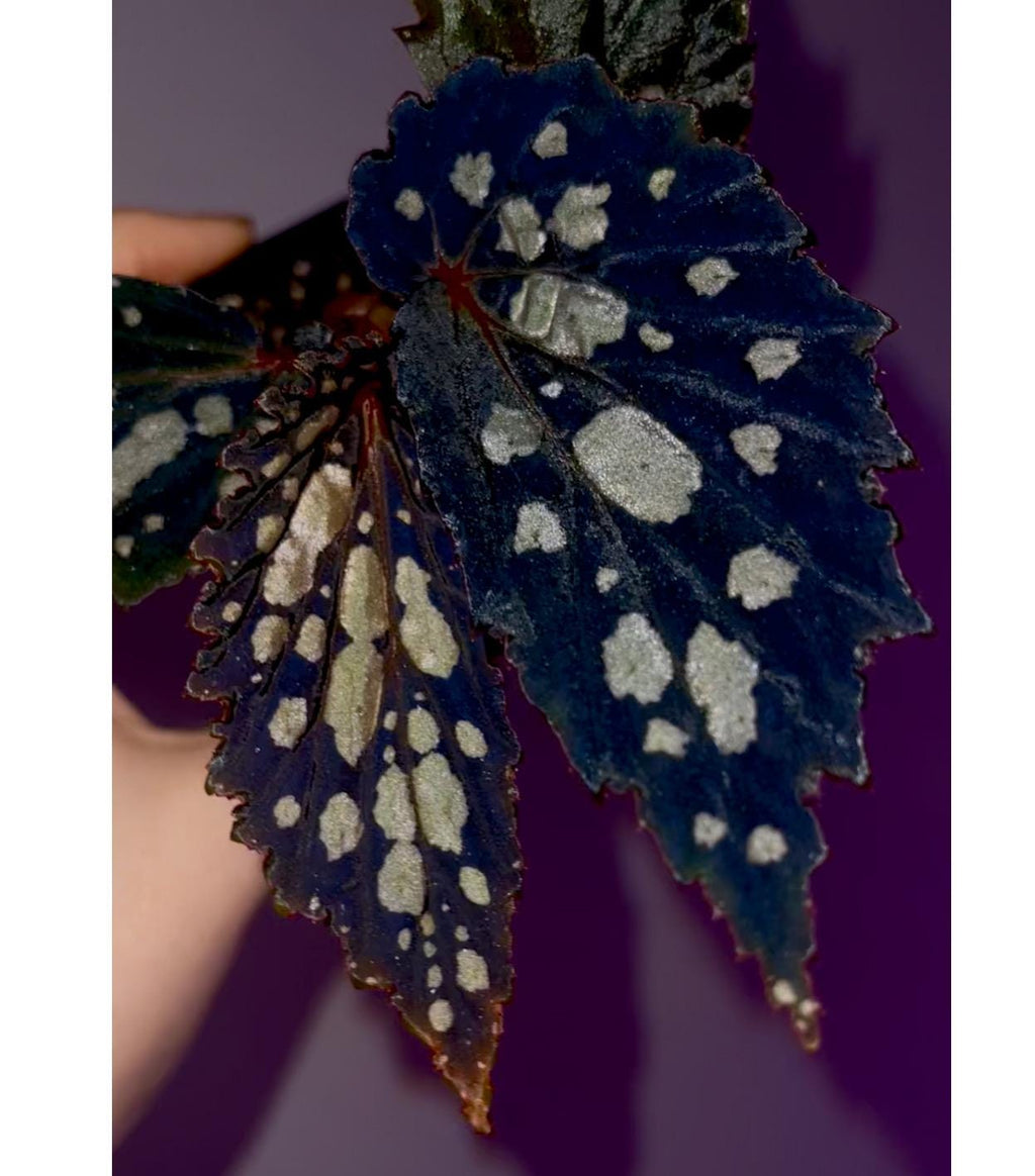 Begonia Botanicaz 222 V.7