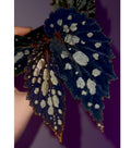 Begonia Botanicaz 222 V.7