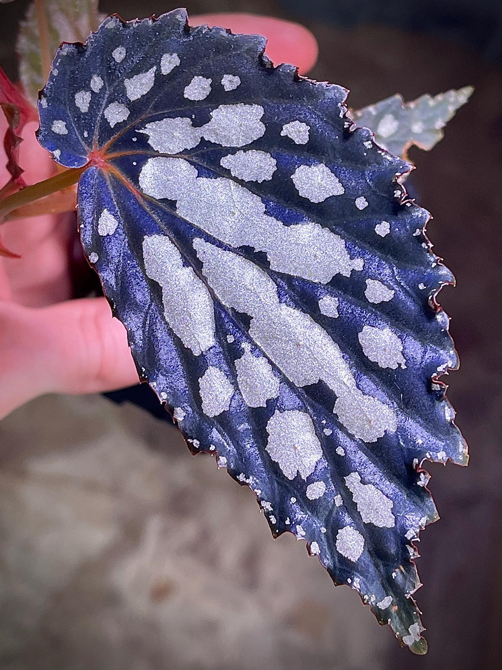 Begonia Botanicaz 222 V.7