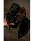 READY SOON Begonia Botanicaz 88 V.1 (Can acclimate to house conditions)