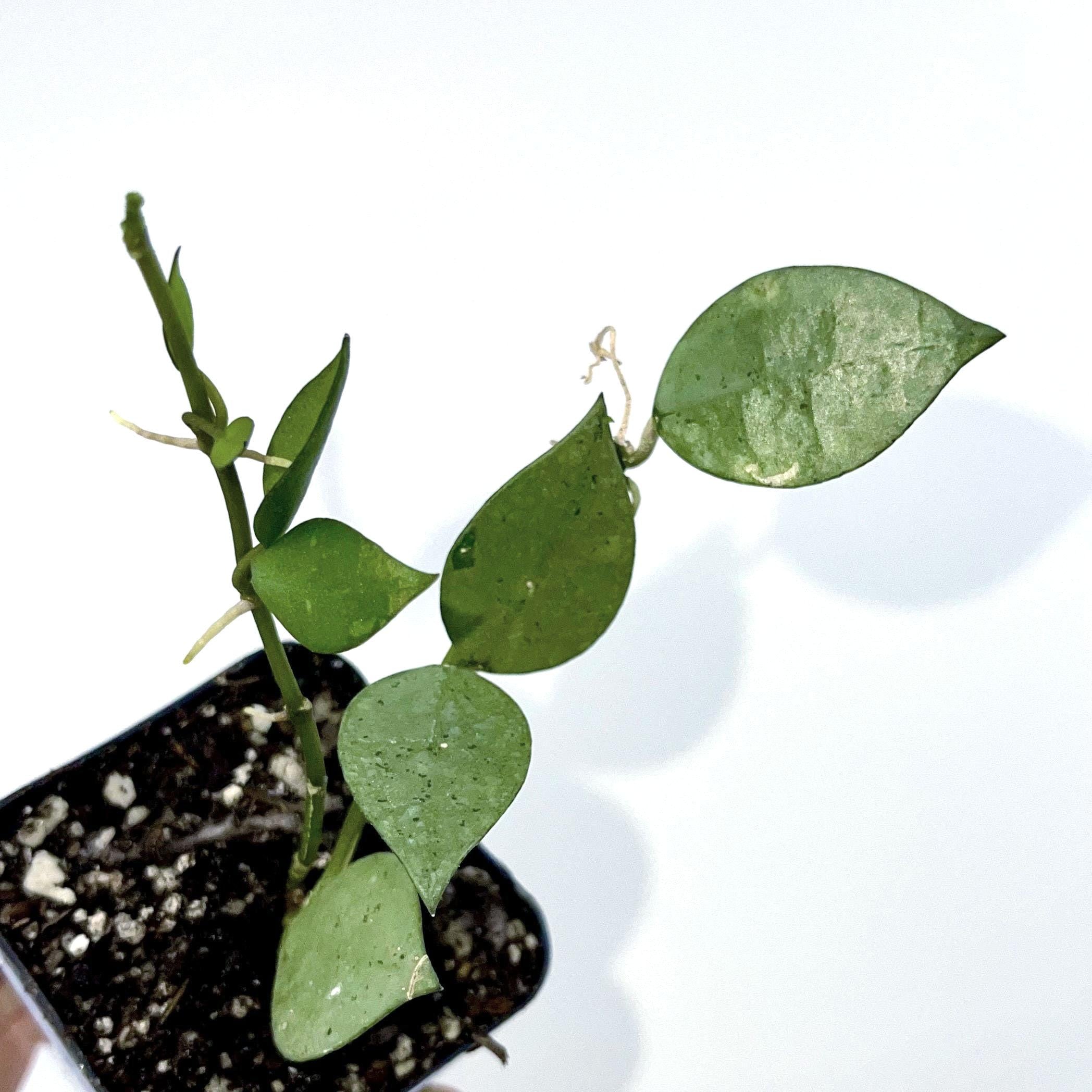 Hoya krohniana 'Arctic' (Can acclimate to house conditions)