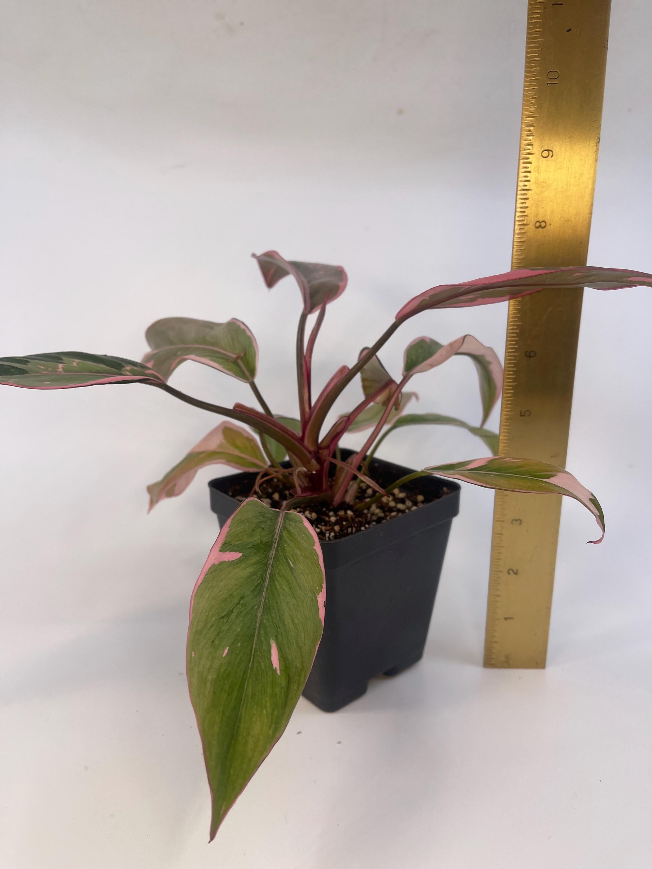 Mutated Pink Princess Philodendron