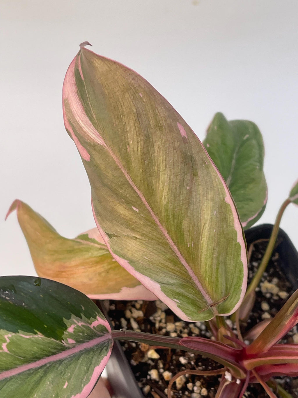 Mutated Pink Princess Philodendron