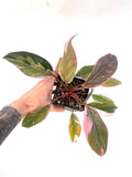 Mutated Pink Princess Philodendron