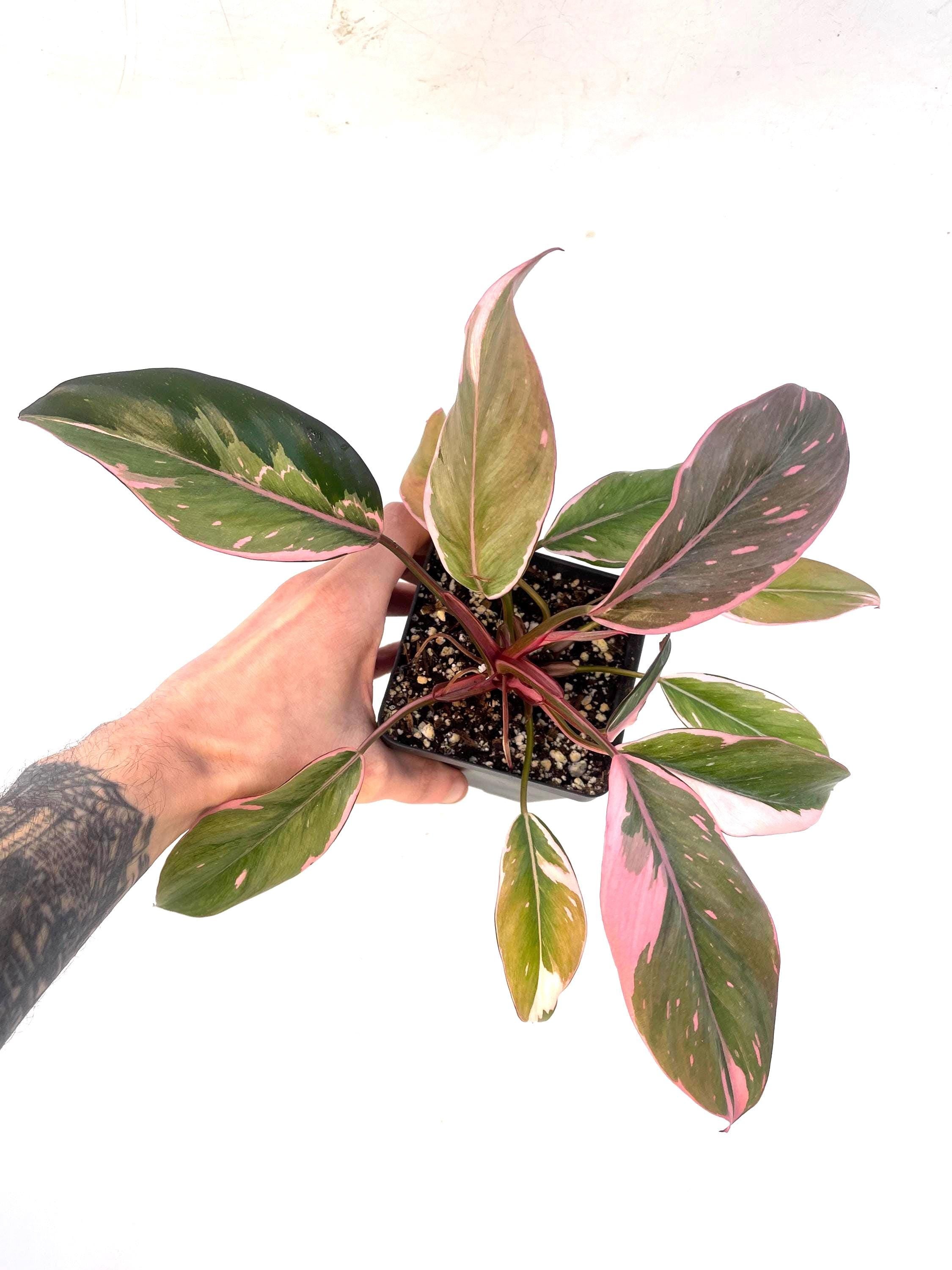 Mutated Pink Princess Philodendron