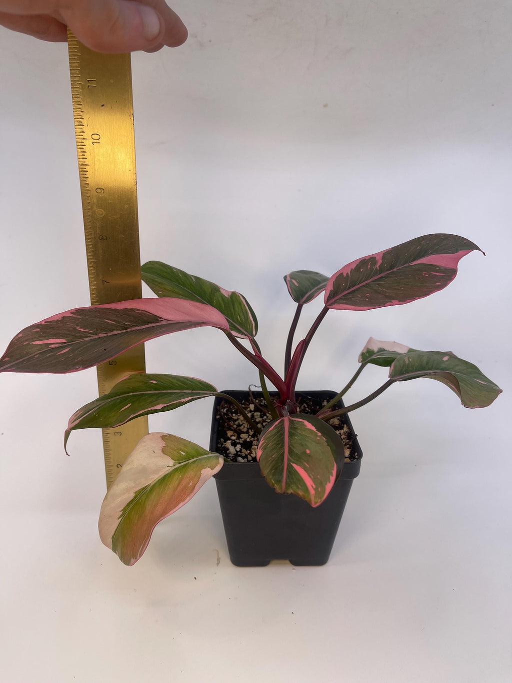Mutated Pink Princess Philodendron