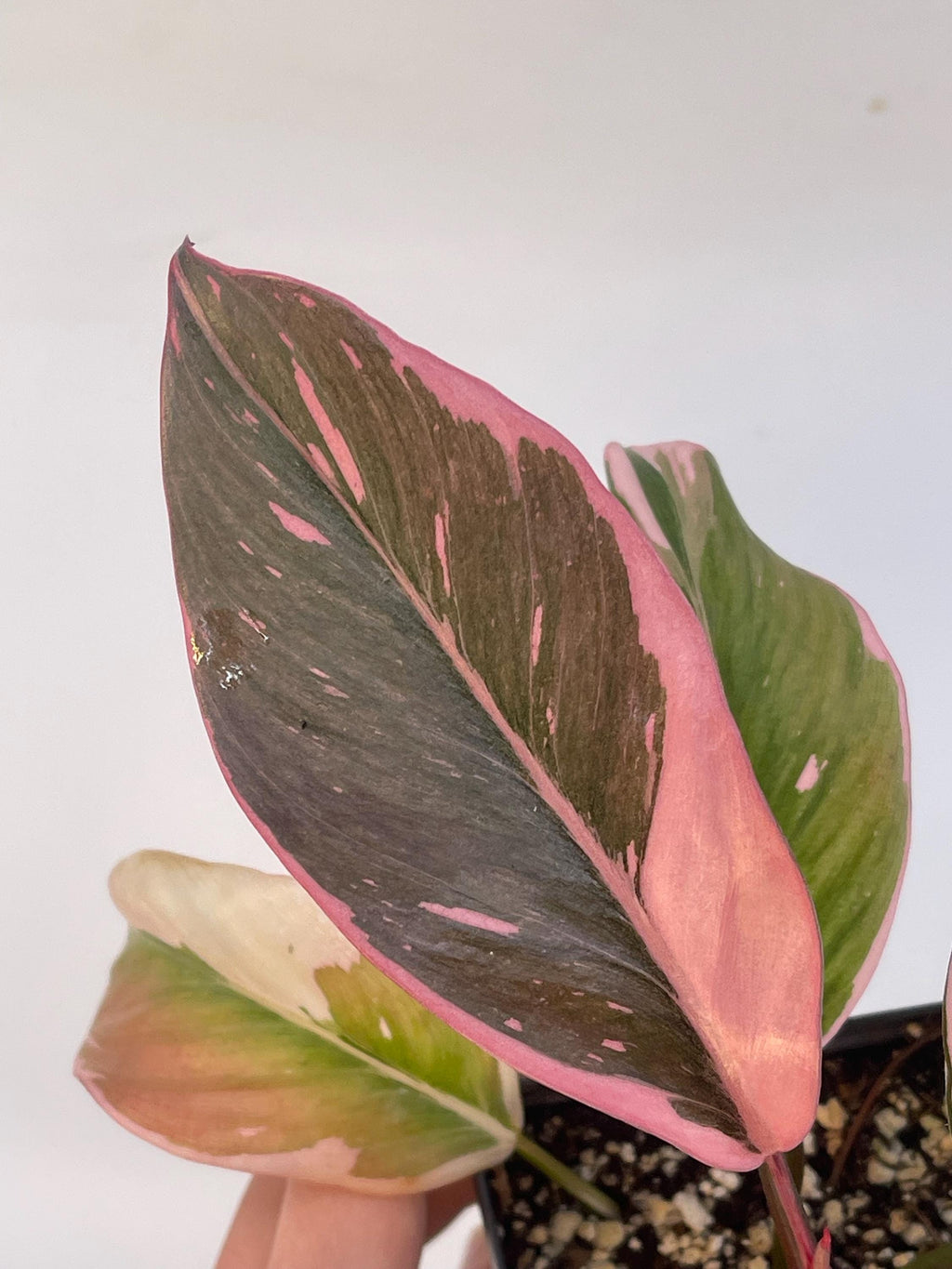Mutated Pink Princess Philodendron