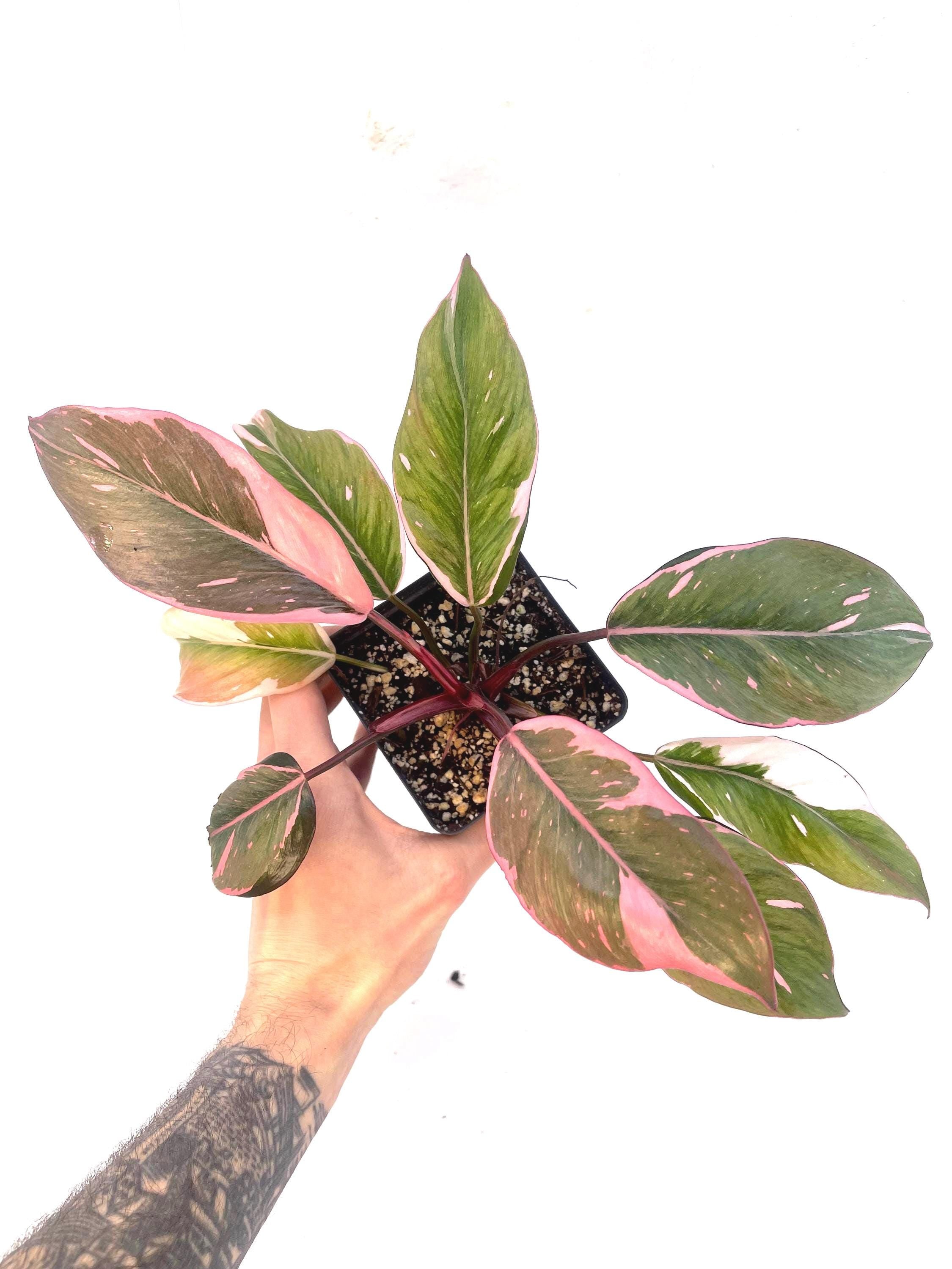 Mutated Pink Princess Philodendron