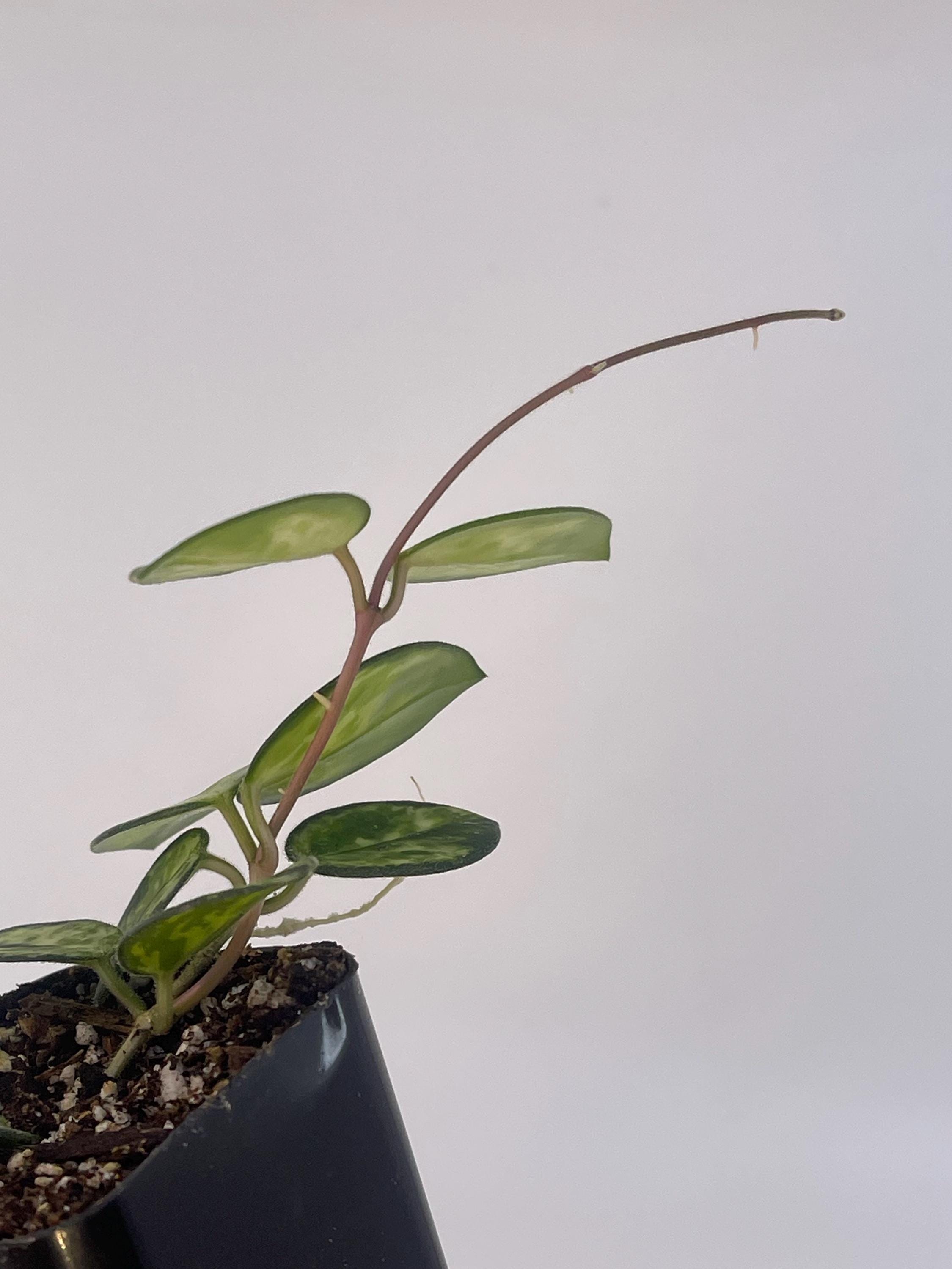 Variegated Hoya Mathilde