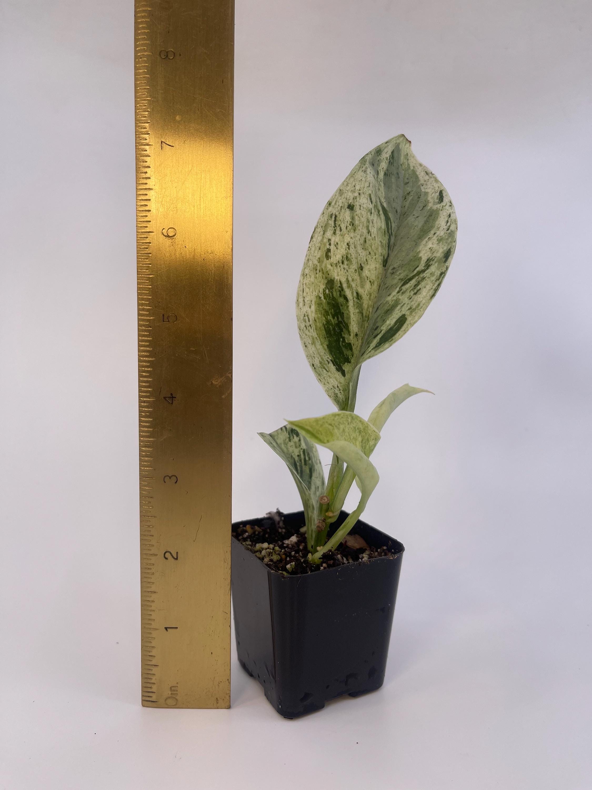Scindapsus Treubii “moonlight”