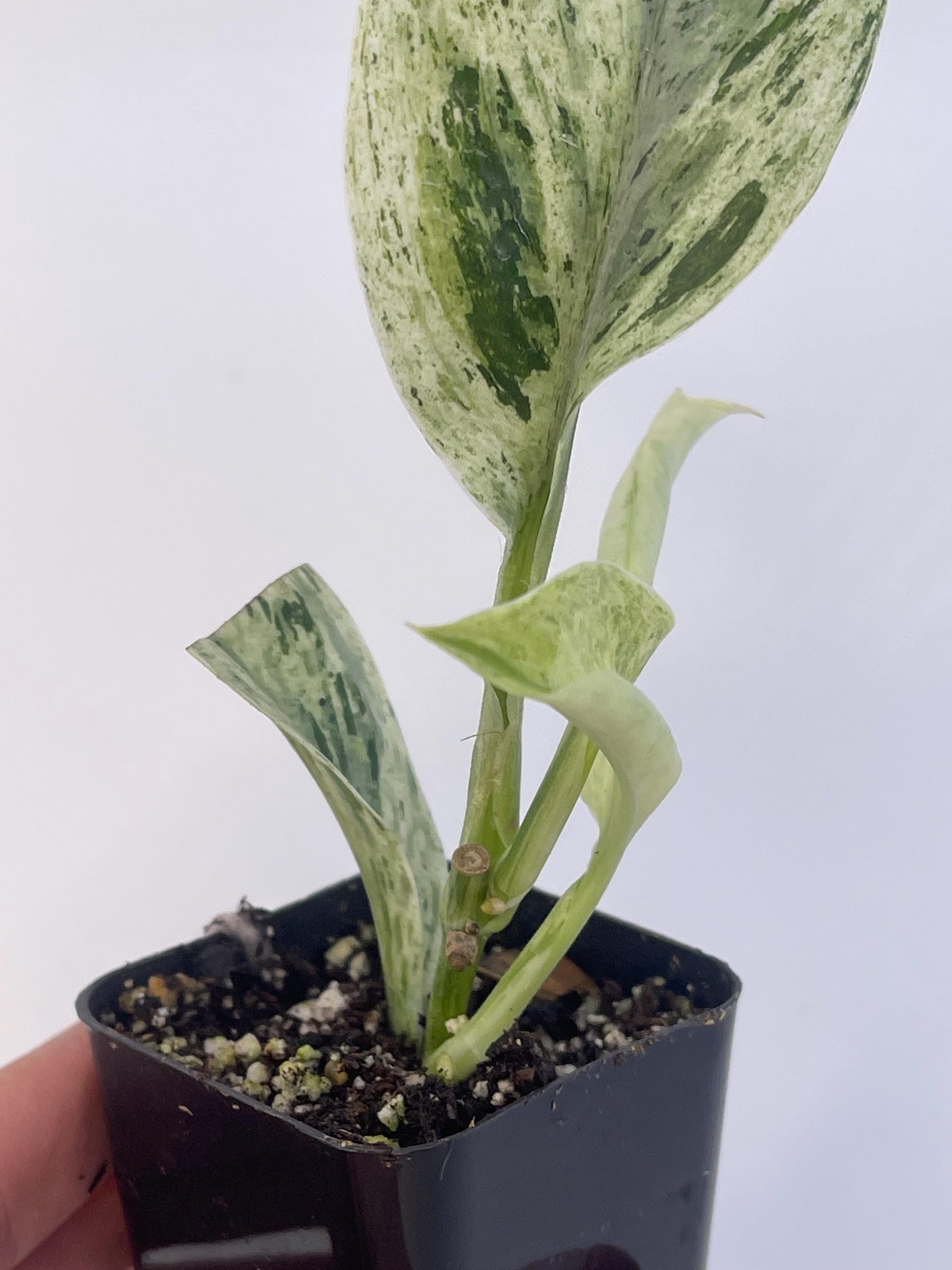 Scindapsus Treubii “moonlight”