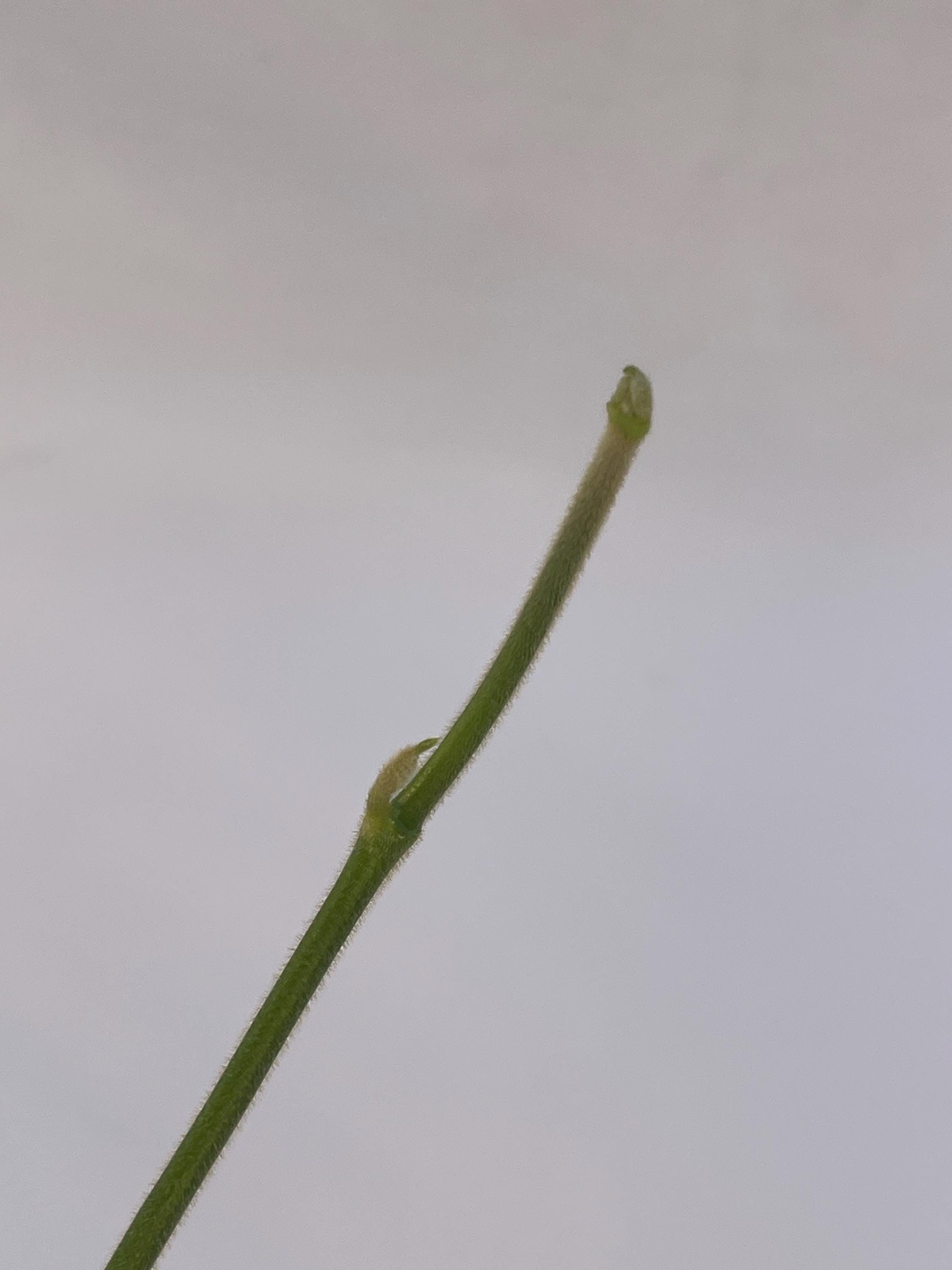 Hoya aff. villosa Caó Dang Vietnam