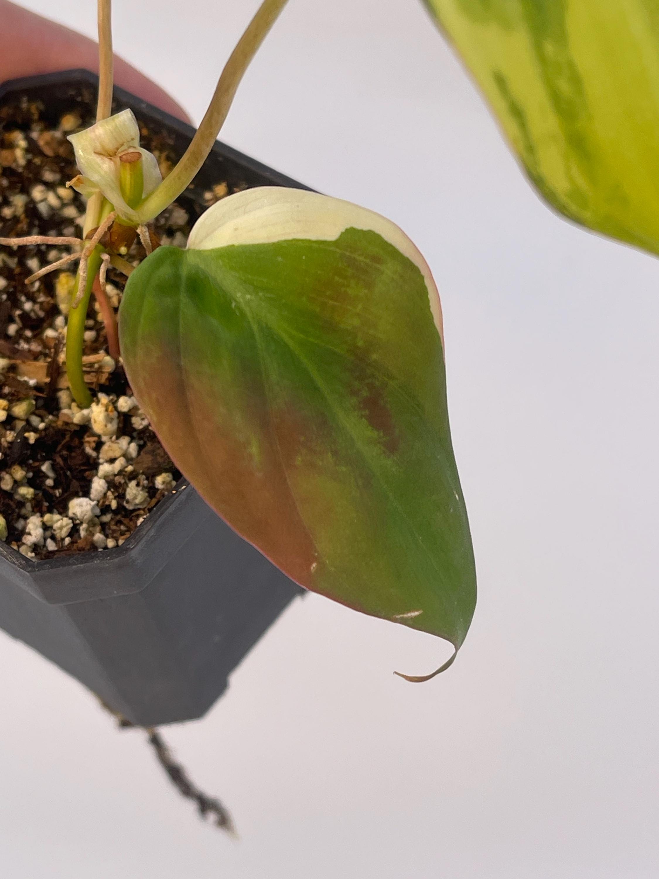 Variegated Philodendron Micans Aurea Mid Cut (Can acclimate to house conditions)