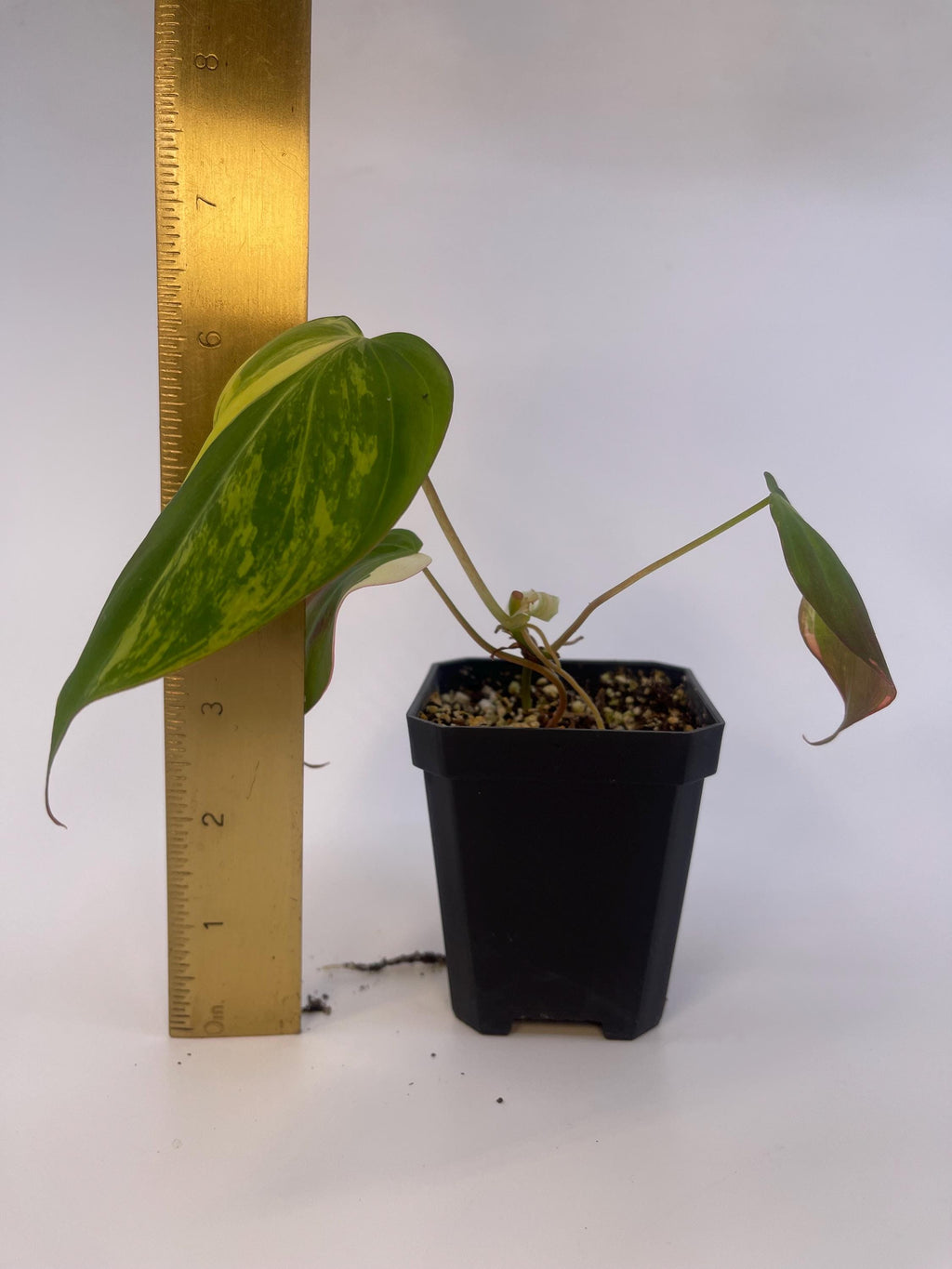 Variegated Philodendron Micans Aurea Mid Cut (Can acclimate to house conditions)