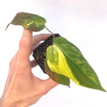 Variegated Philodendron Micans Aurea Mid Cut (Can acclimate to house conditions)