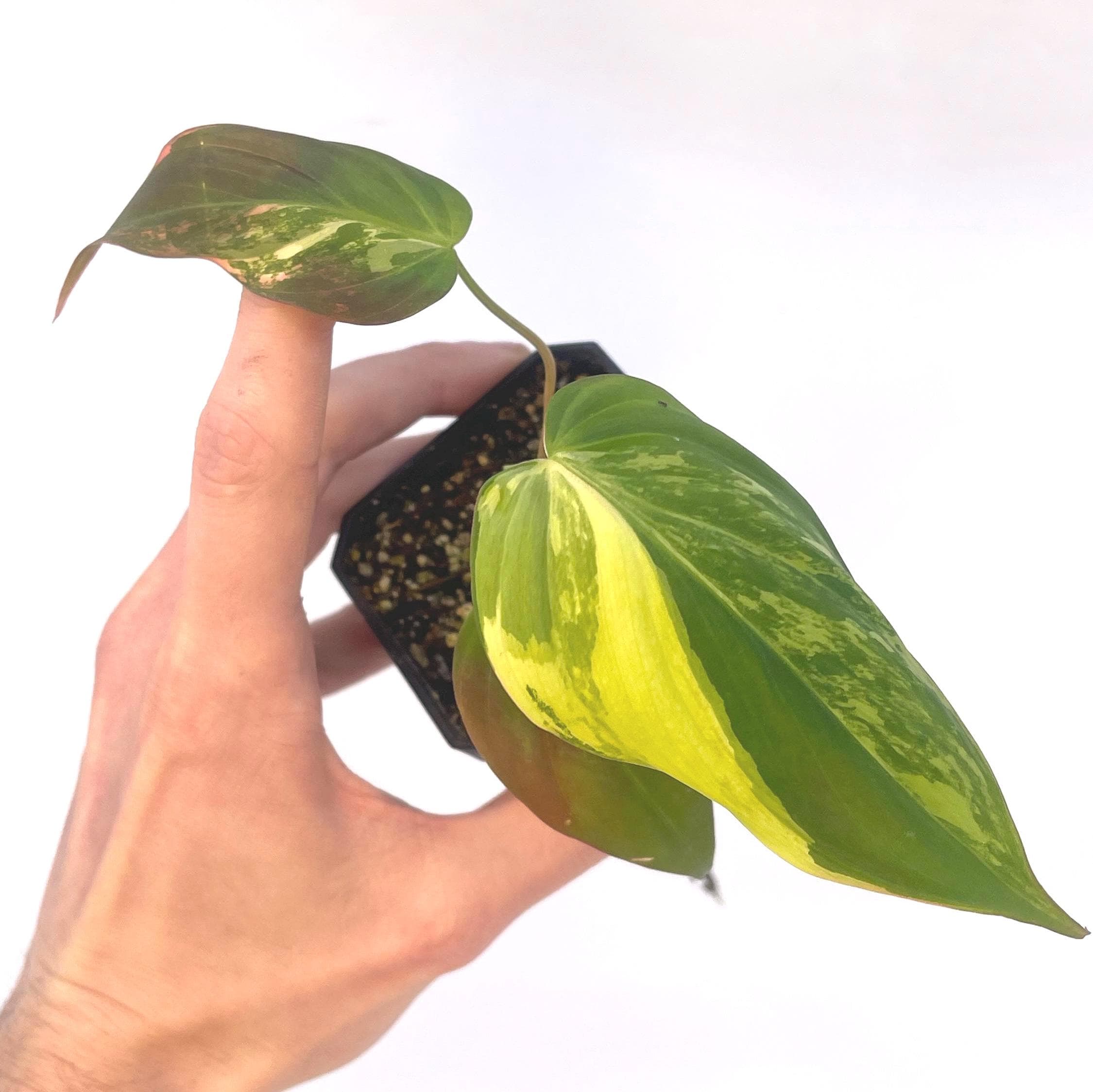 Variegated Philodendron Micans Aurea Mid Cut (Can acclimate to house conditions)