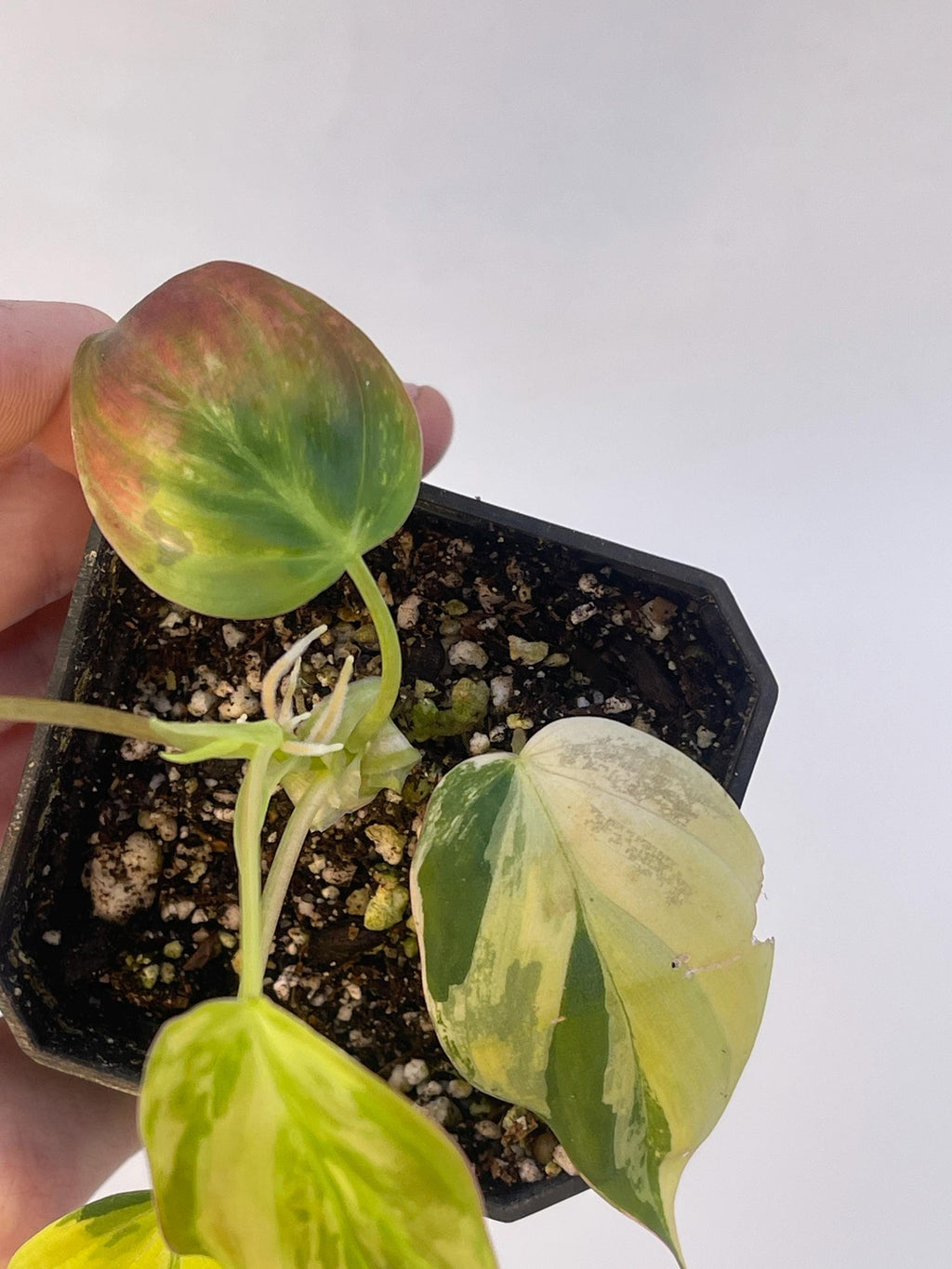 Variegated Philodendron micans Aurea (Can acclimate to house conditions)