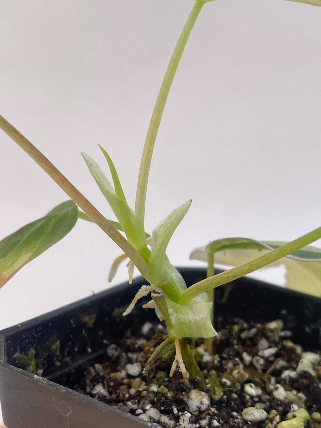 Variegated Philodendron micans Aurea (Can acclimate to house conditions)
