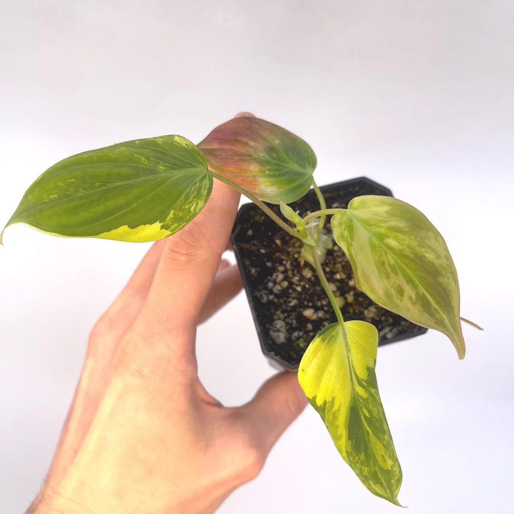 Variegated Philodendron micans Aurea (Can acclimate to house conditions)