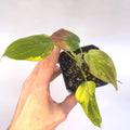 Variegated Philodendron micans Aurea (Can acclimate to house conditions)