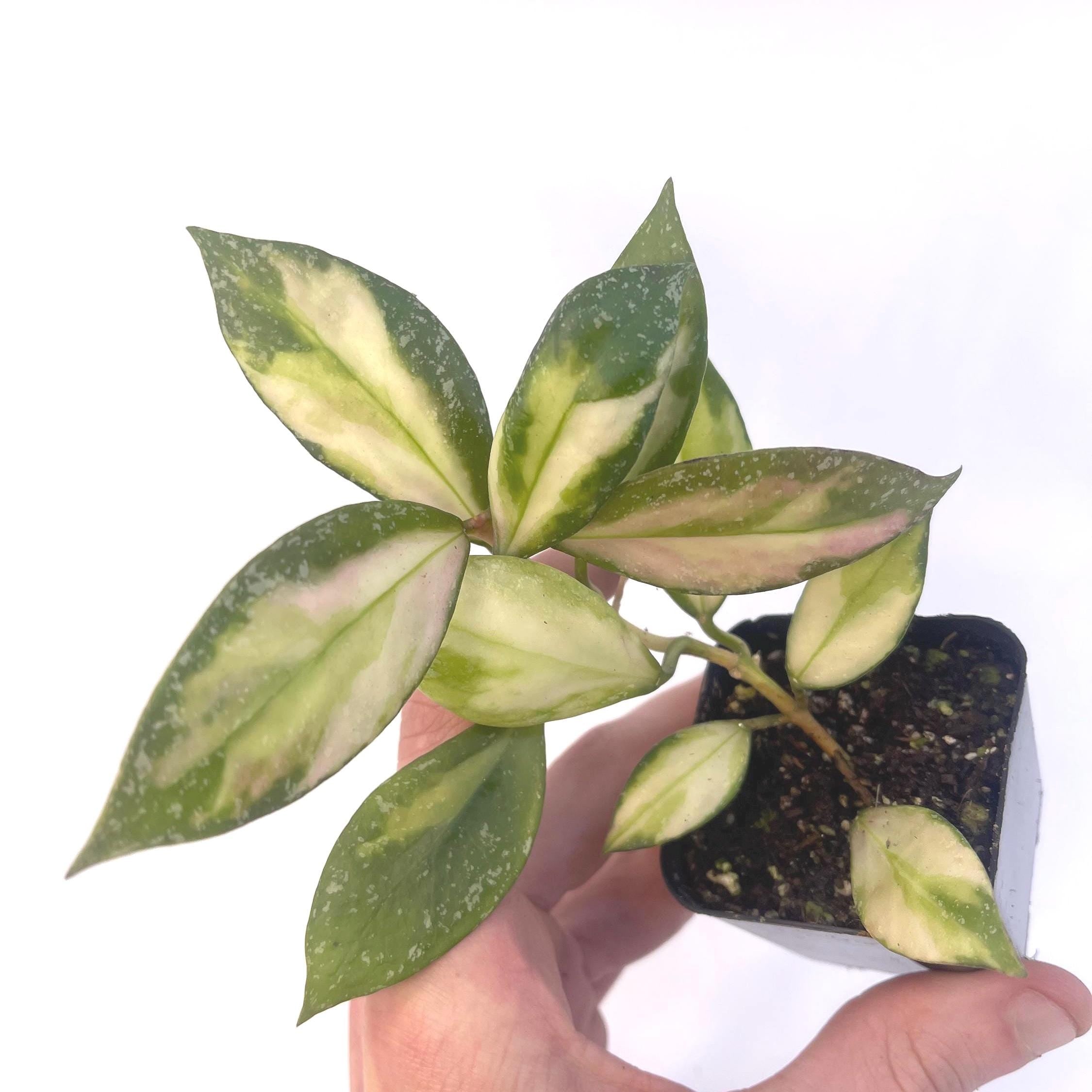 Variegated Hoya nabawensis (Can acclimate to house conditions)