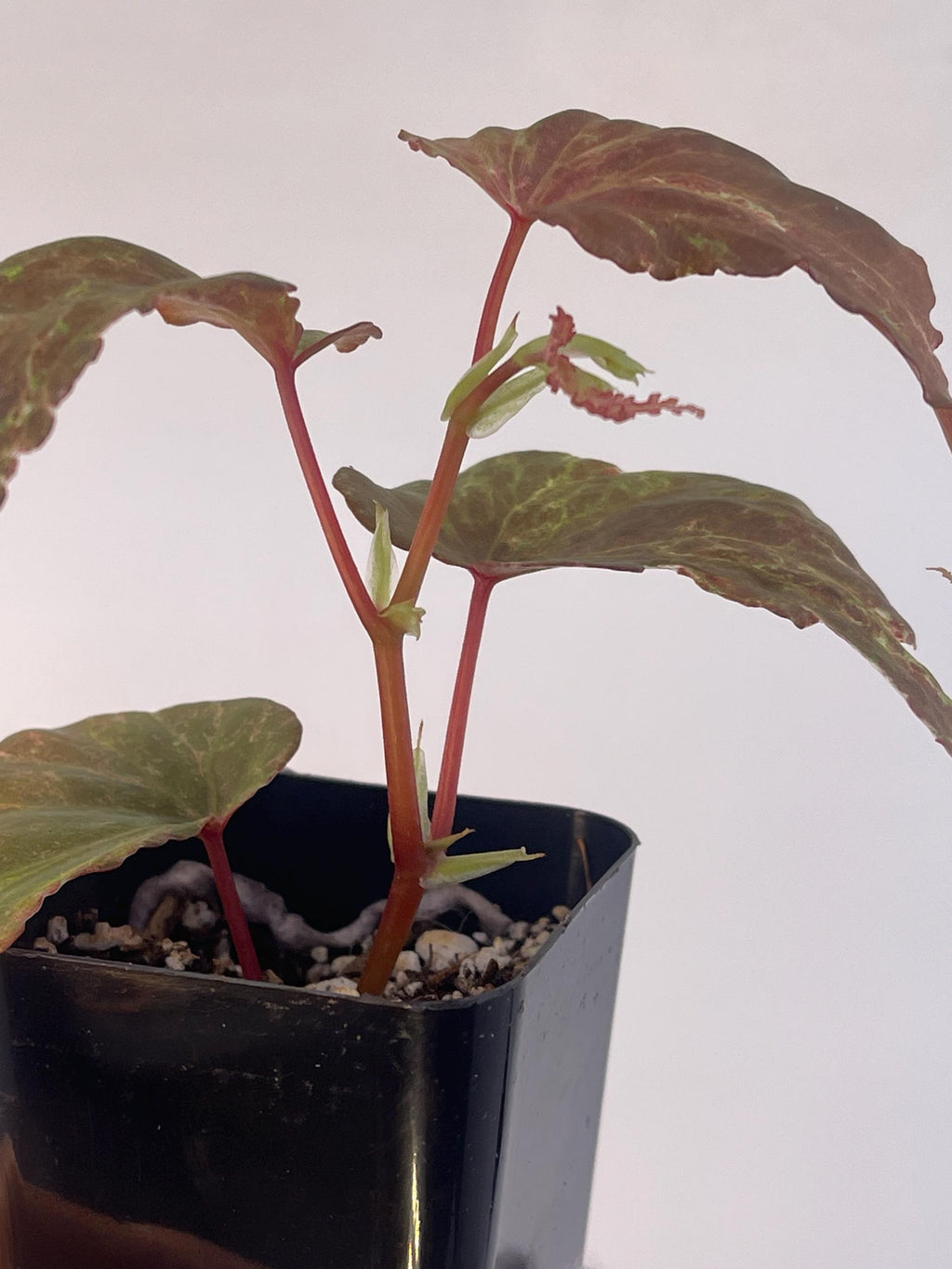 Variegated Begonia Botanicaz 49 V.4 Mutated (Can acclimate to house conditions) (small)