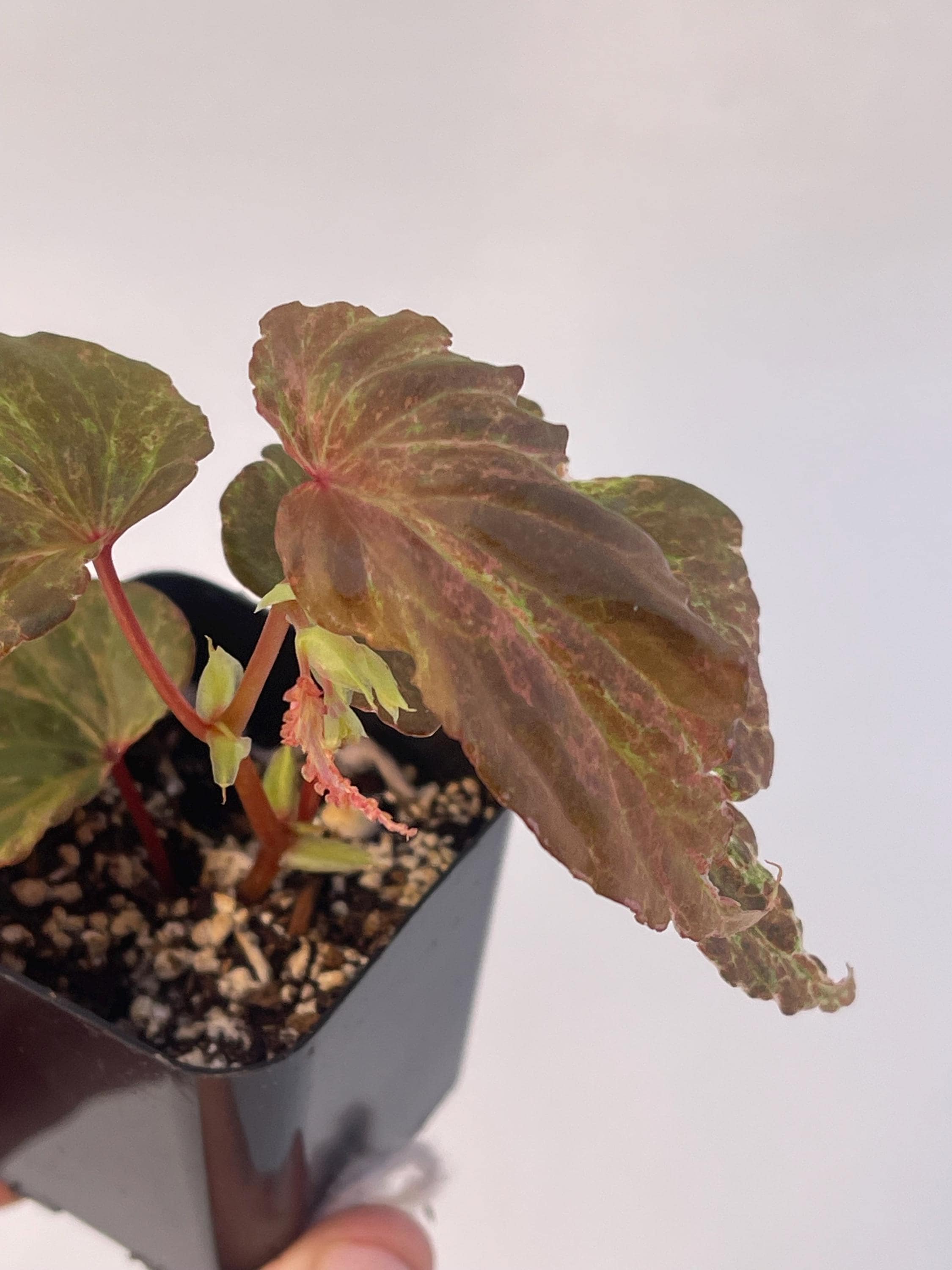 Variegated Begonia Botanicaz 49 V.4 Mutated (Can acclimate to house conditions) (small)