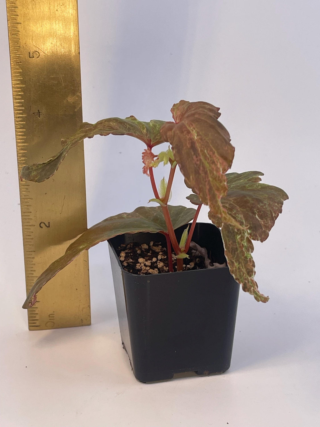 Variegated Begonia Botanicaz 49 V.4 Mutated (Can acclimate to house conditions) (small)