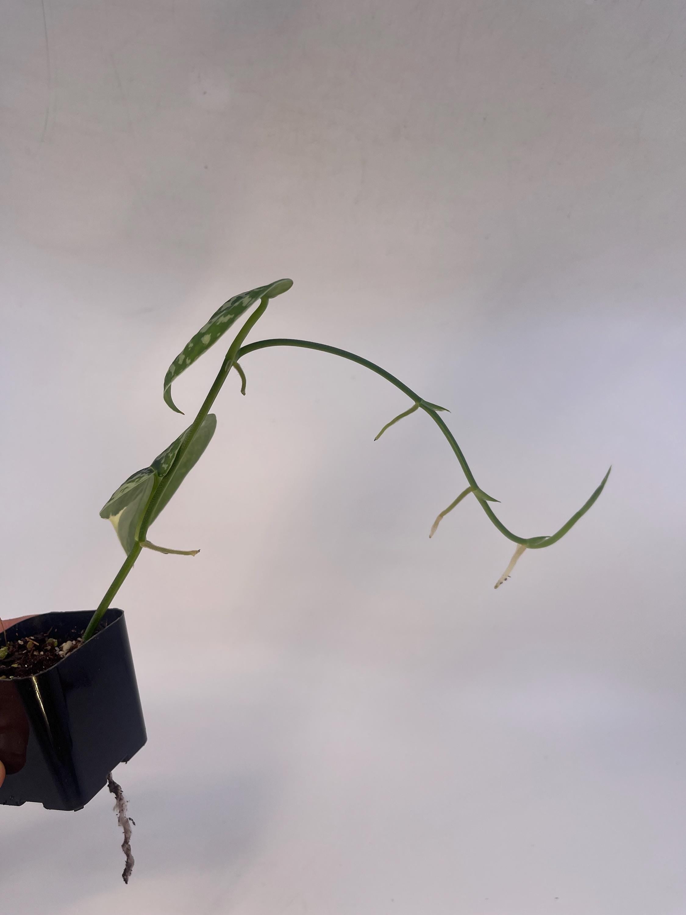 Possibly Reverted Variegated Scindapsus Mayari (Can acclimate to house conditions)