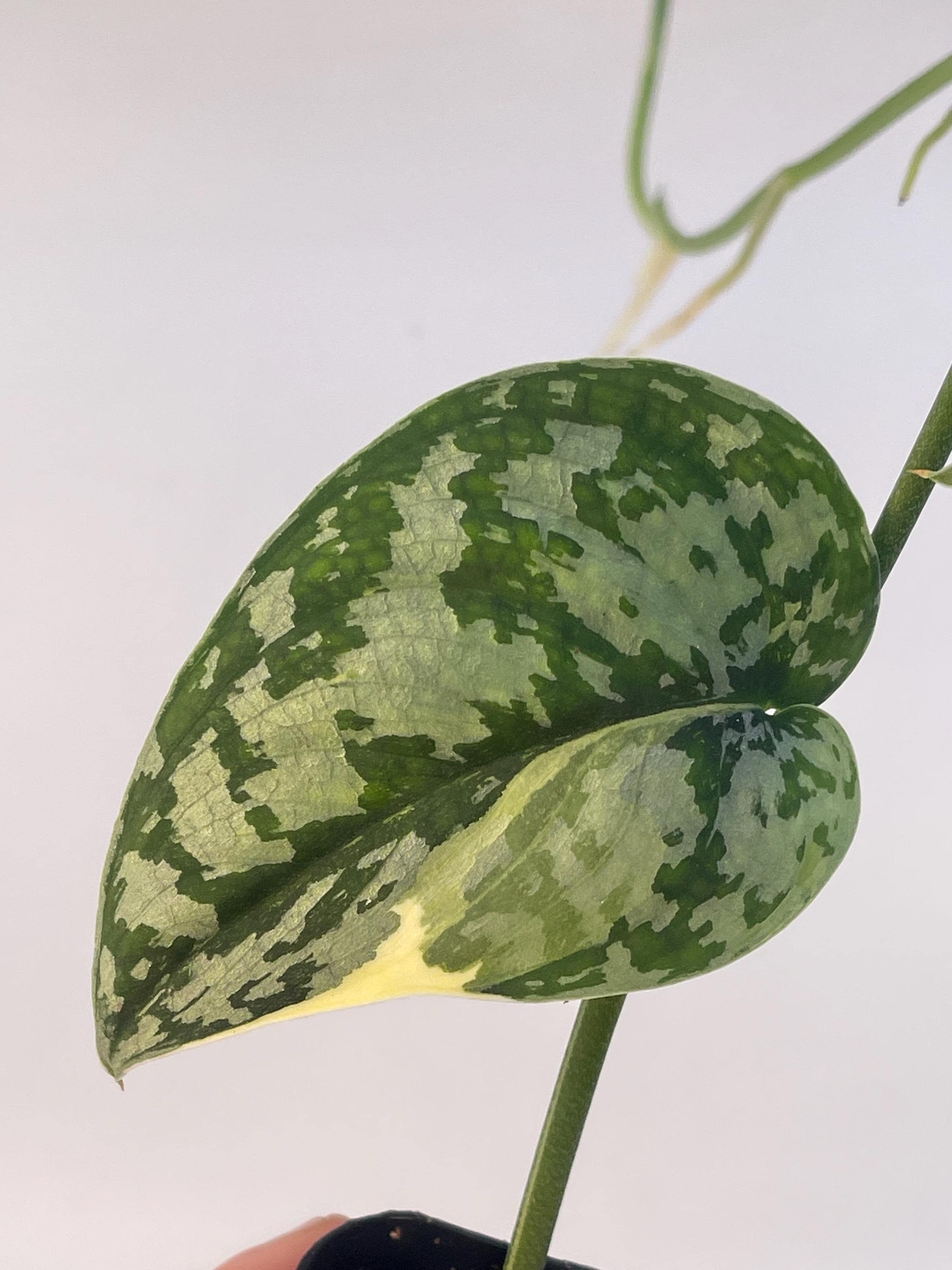 Possibly Reverted Variegated Scindapsus Mayari (Can acclimate to house conditions)