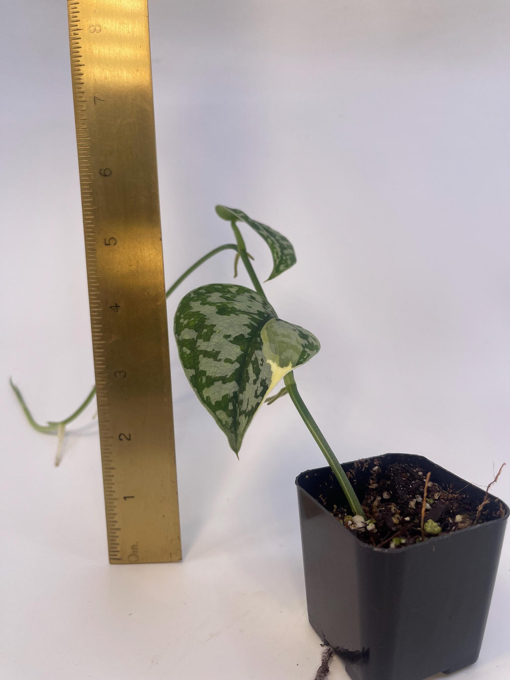 Possibly Reverted Variegated Scindapsus Mayari (Can acclimate to house conditions)