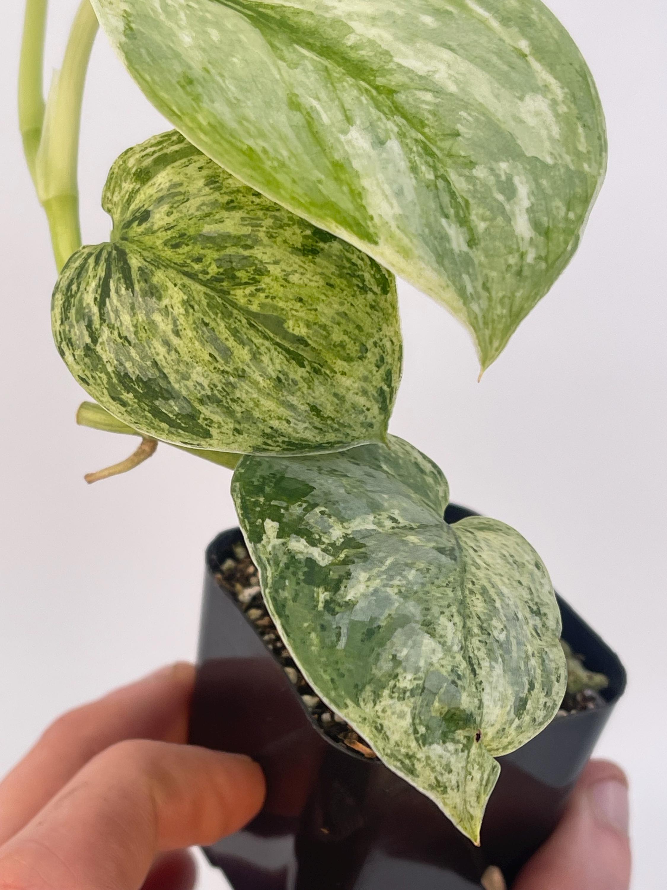 Scindapsus Peasun
