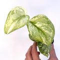 Scindapsus Peasun