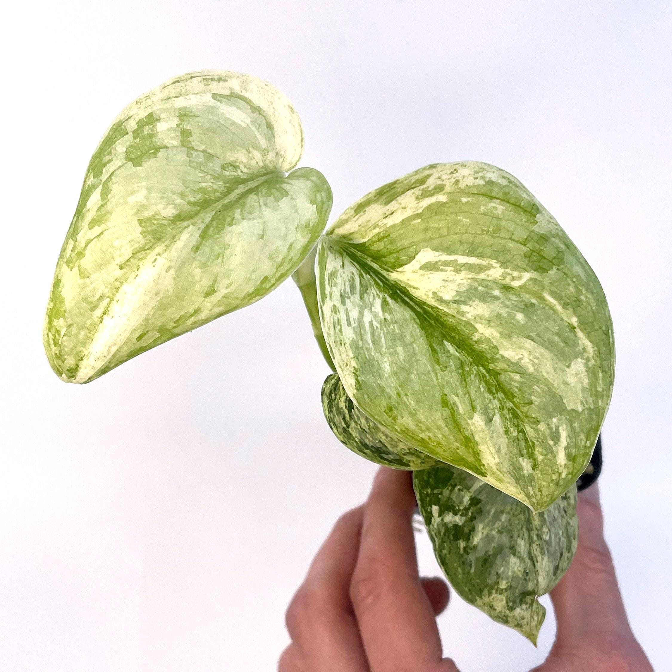 Scindapsus Peasun