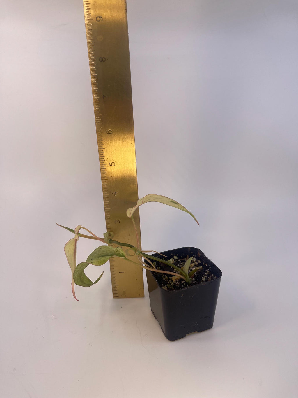 Variegated Philodendron micans ‘Mint’ (Can acclimate to house conditions)