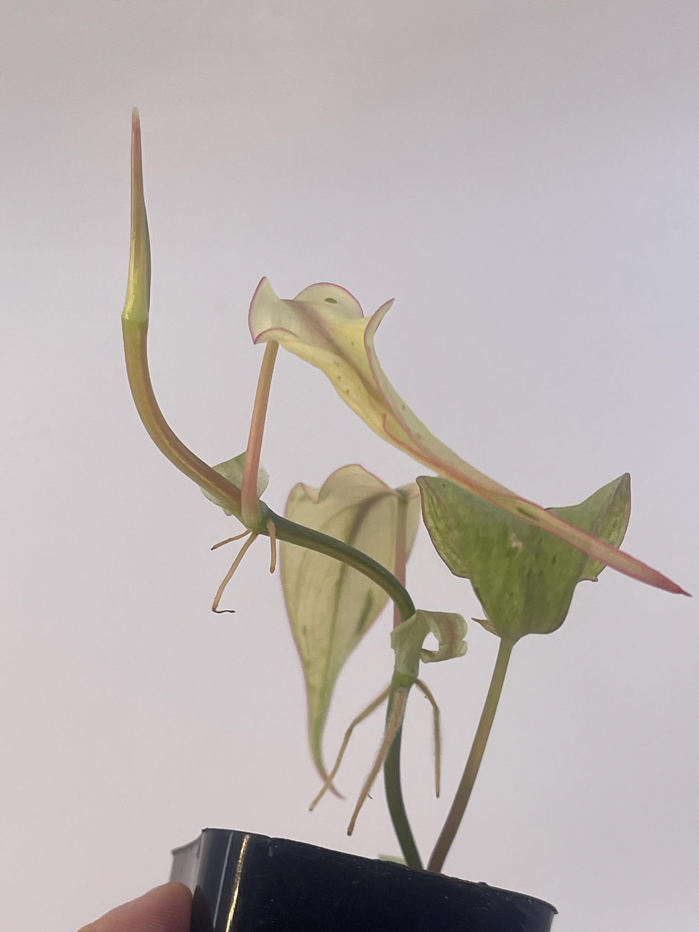 Variegated Philodendron micans ‘Mint’ (Can acclimate to house conditions)