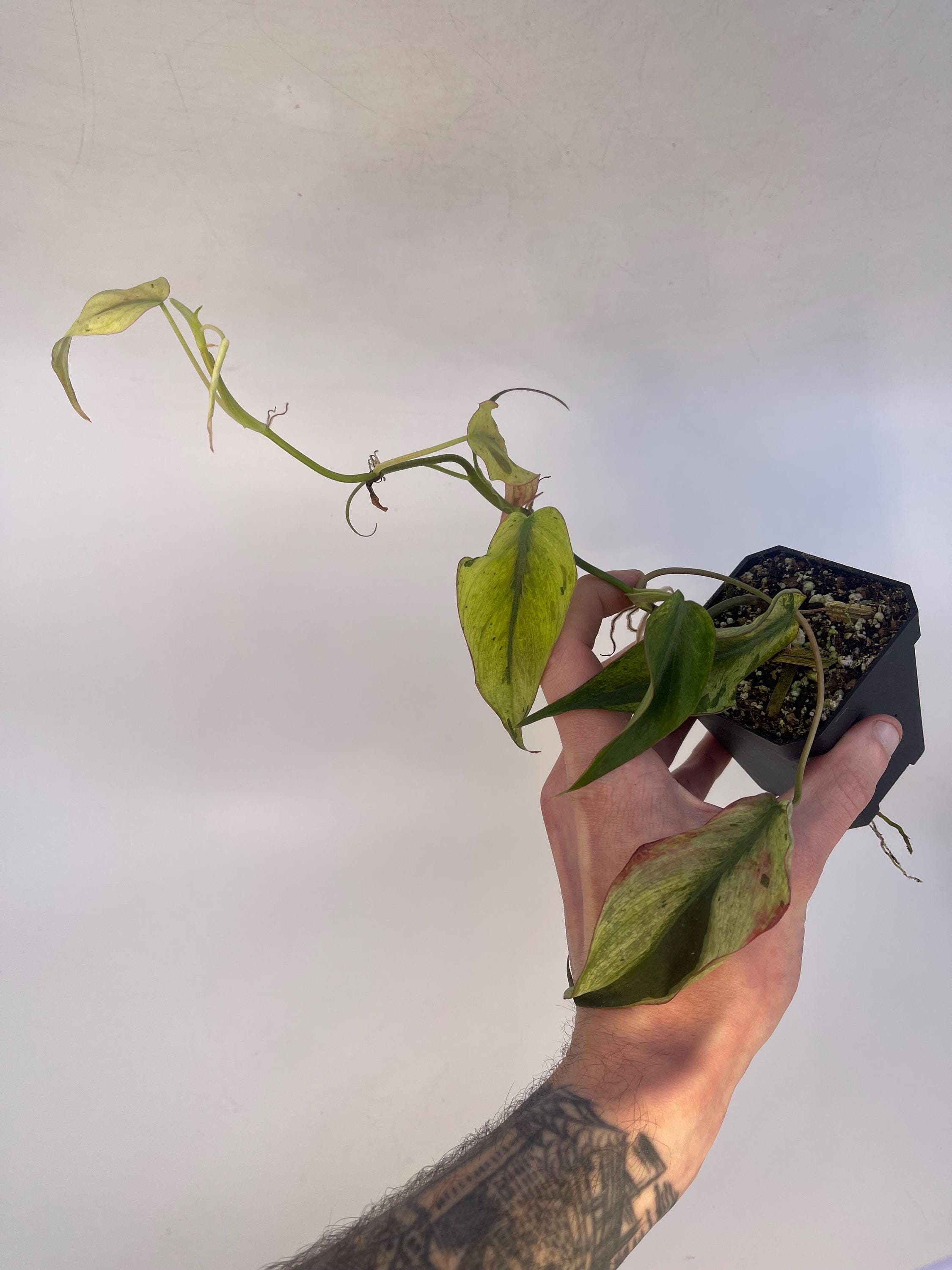 Variegated Philodendron micans ‘Mint’ (Can acclimate to house conditions)