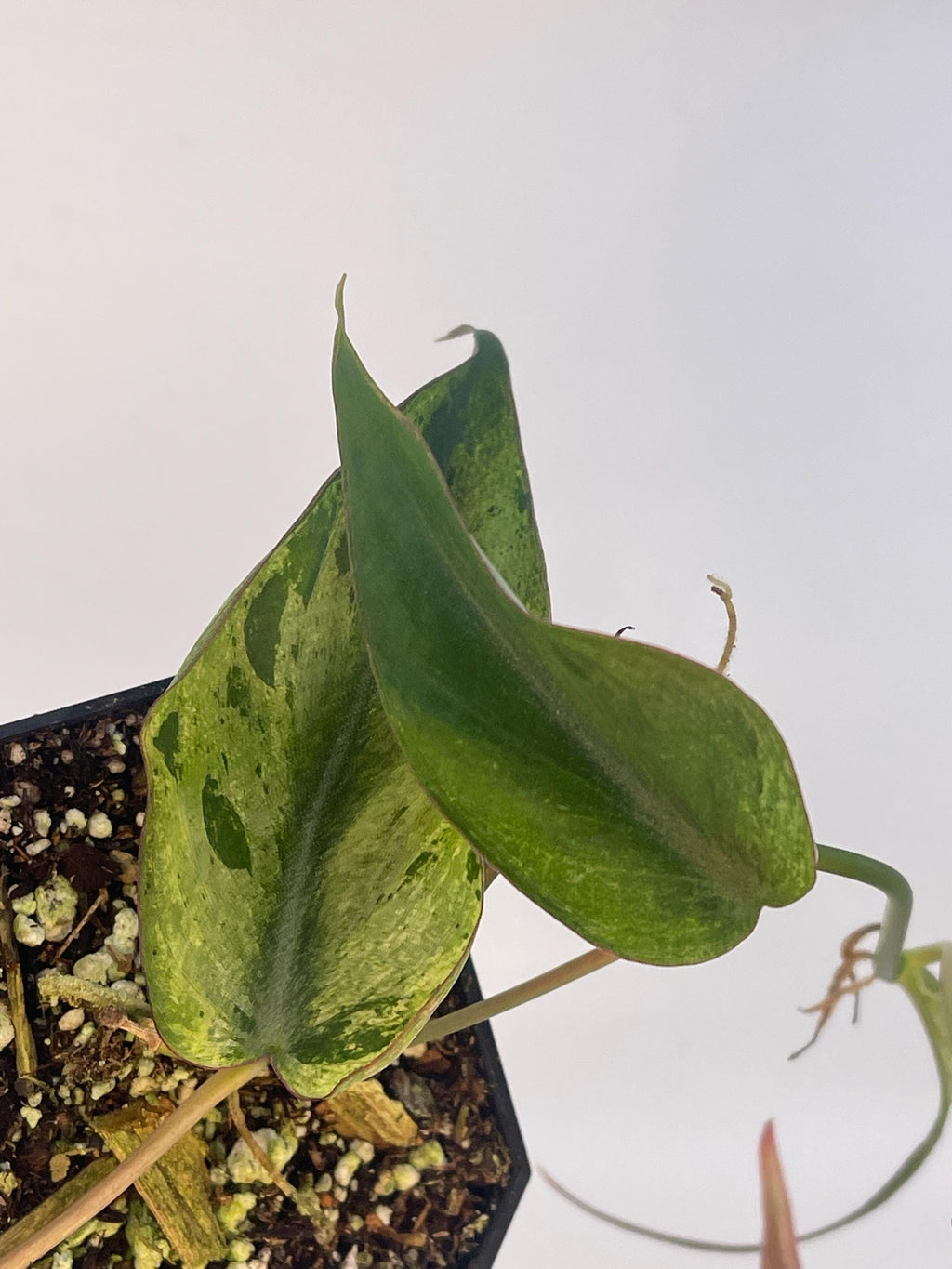 Variegated Philodendron micans ‘Mint’ (Can acclimate to house conditions)