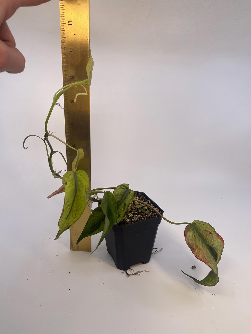 Variegated Philodendron micans ‘Mint’ (Can acclimate to house conditions)