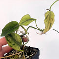 Variegated Philodendron micans ‘Mint’ (Can acclimate to house conditions)