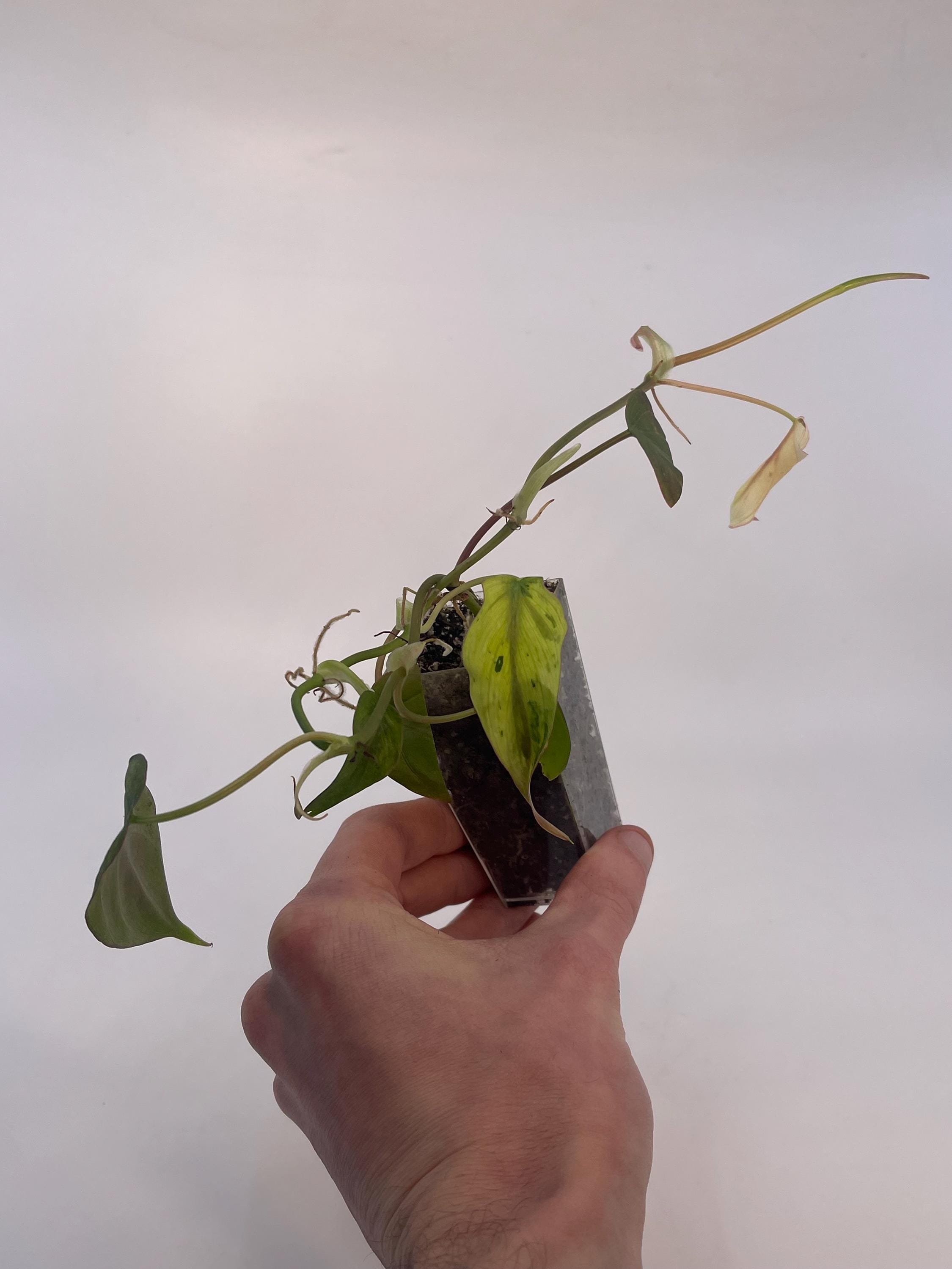 Variegated Philodendron micans ‘Mint’ (Can acclimate to house conditions)