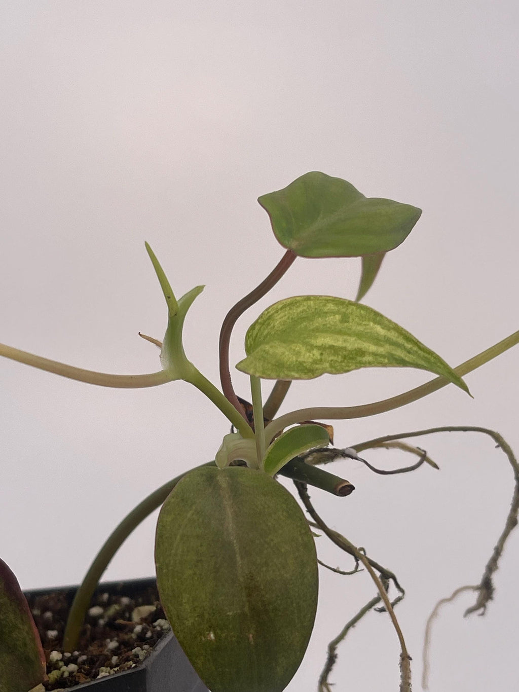 Variegated Philodendron micans ‘Mint’ (Can acclimate to house conditions)