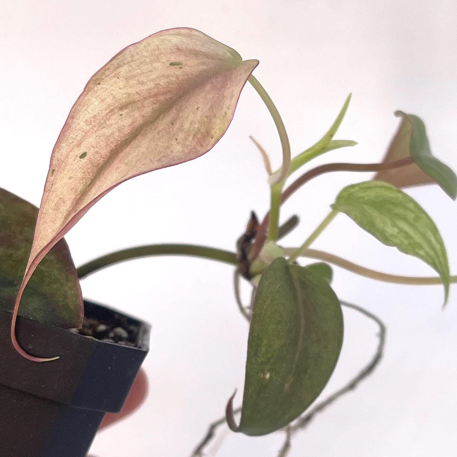 Variegated Philodendron micans ‘Mint’ (Can acclimate to house conditions)
