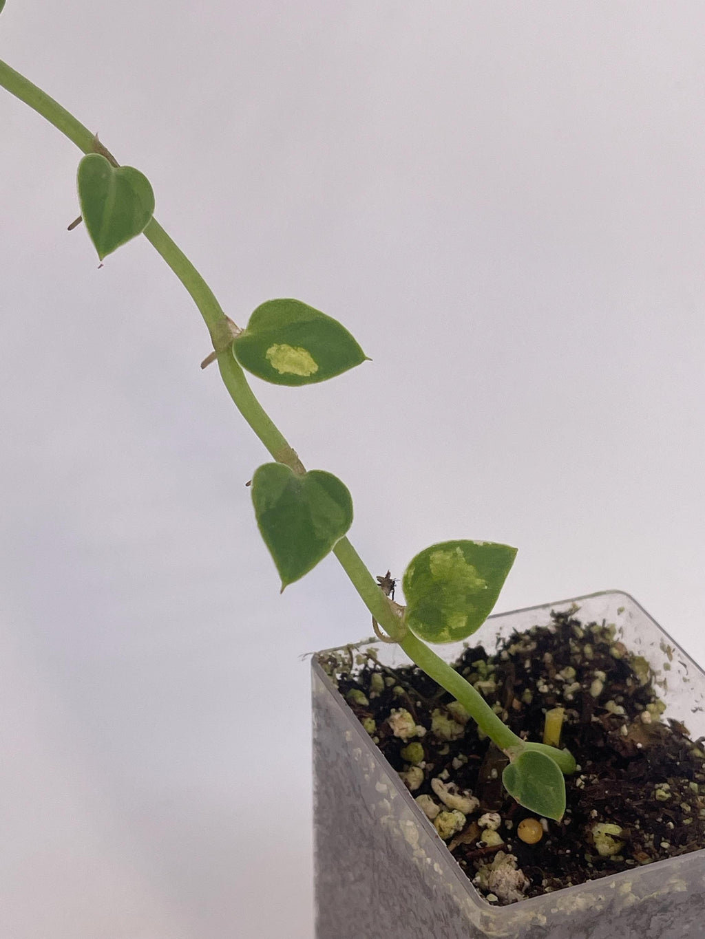 Variegated hayii (rooted cutting)