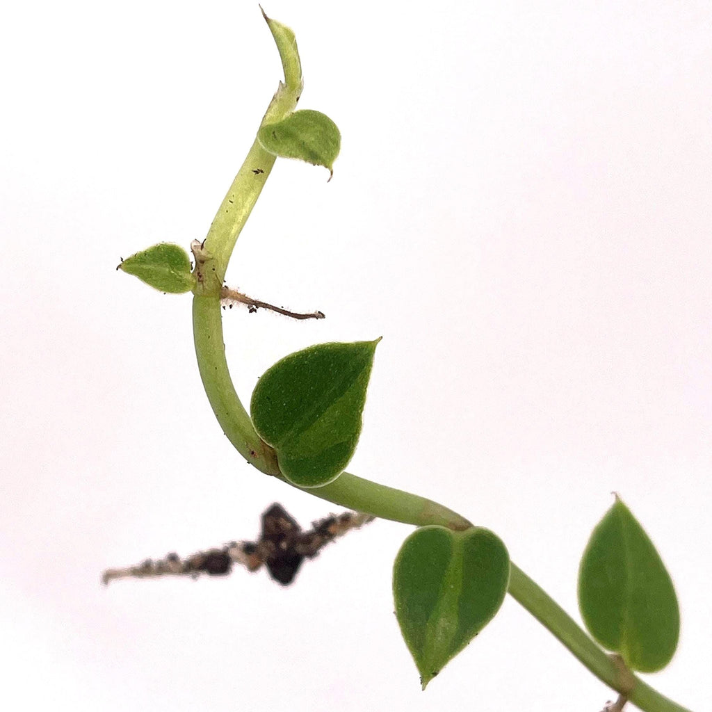 Variegated hayii (rooted cutting)