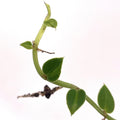 Variegated hayii (rooted cutting)